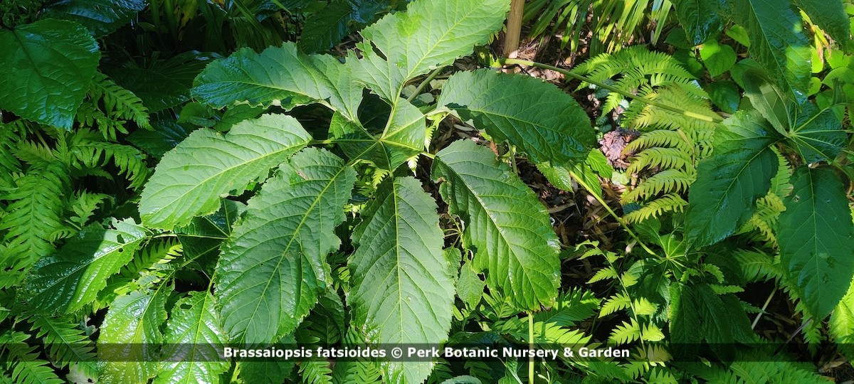 Brassaiopsis fatsioides 2 copyright Perk Botanic Nursery Garden