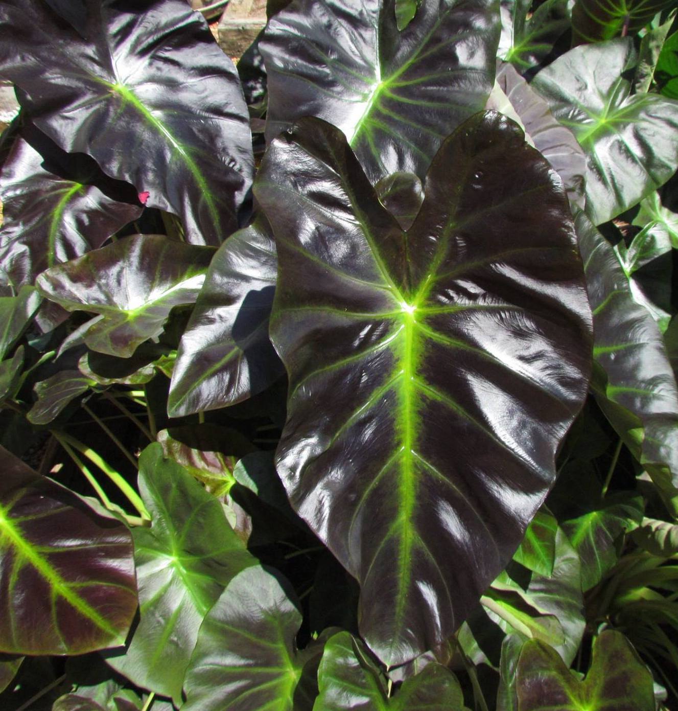 Colocasia Aloha 2