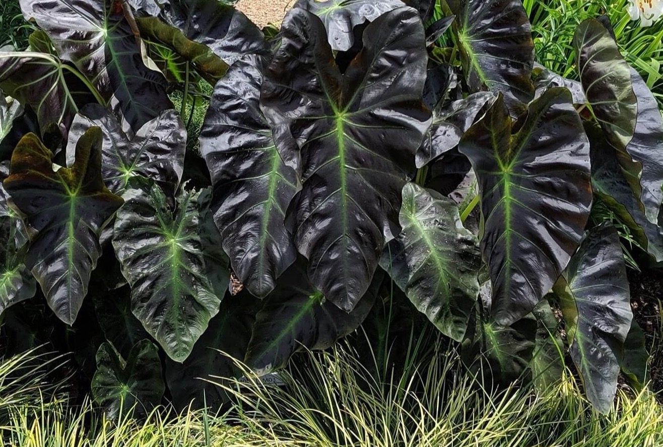 Colocasia Aloha 3