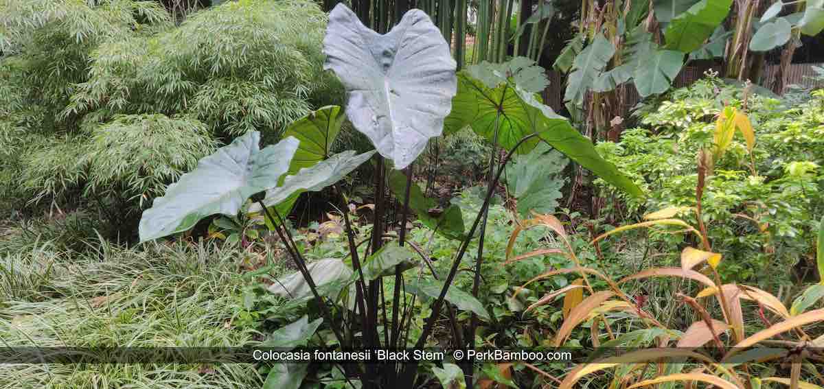 Colocasia fontanesii Black Stem 1 PerkBamboo com