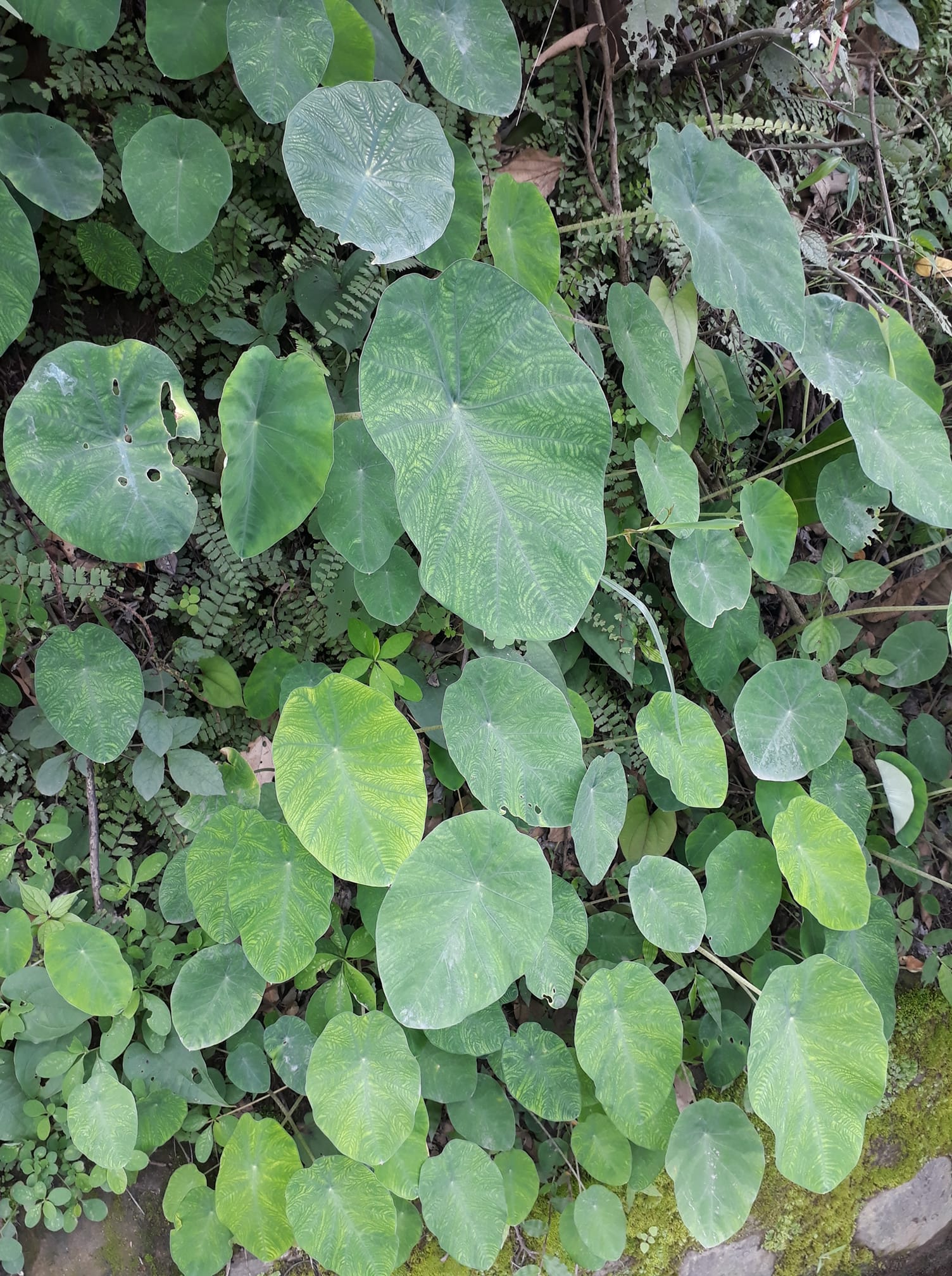 Colocasia formosana 1