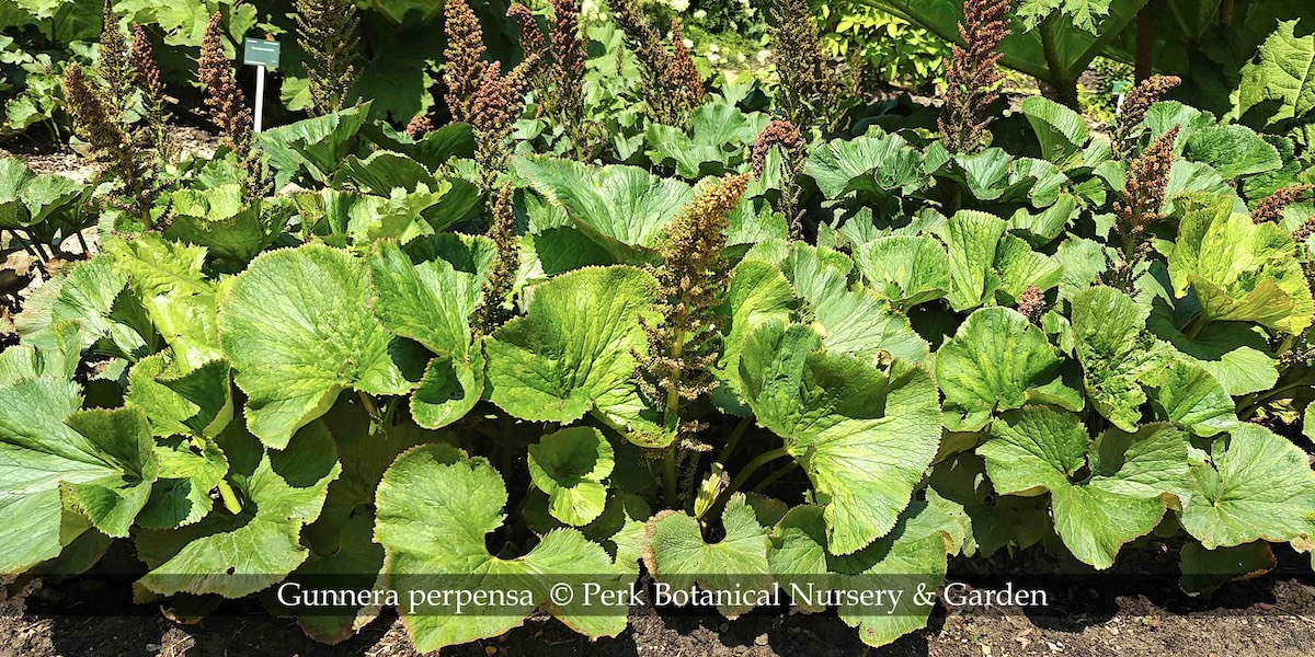 Gunnera perpensa 1 Perk Botanical Nursery and Garden