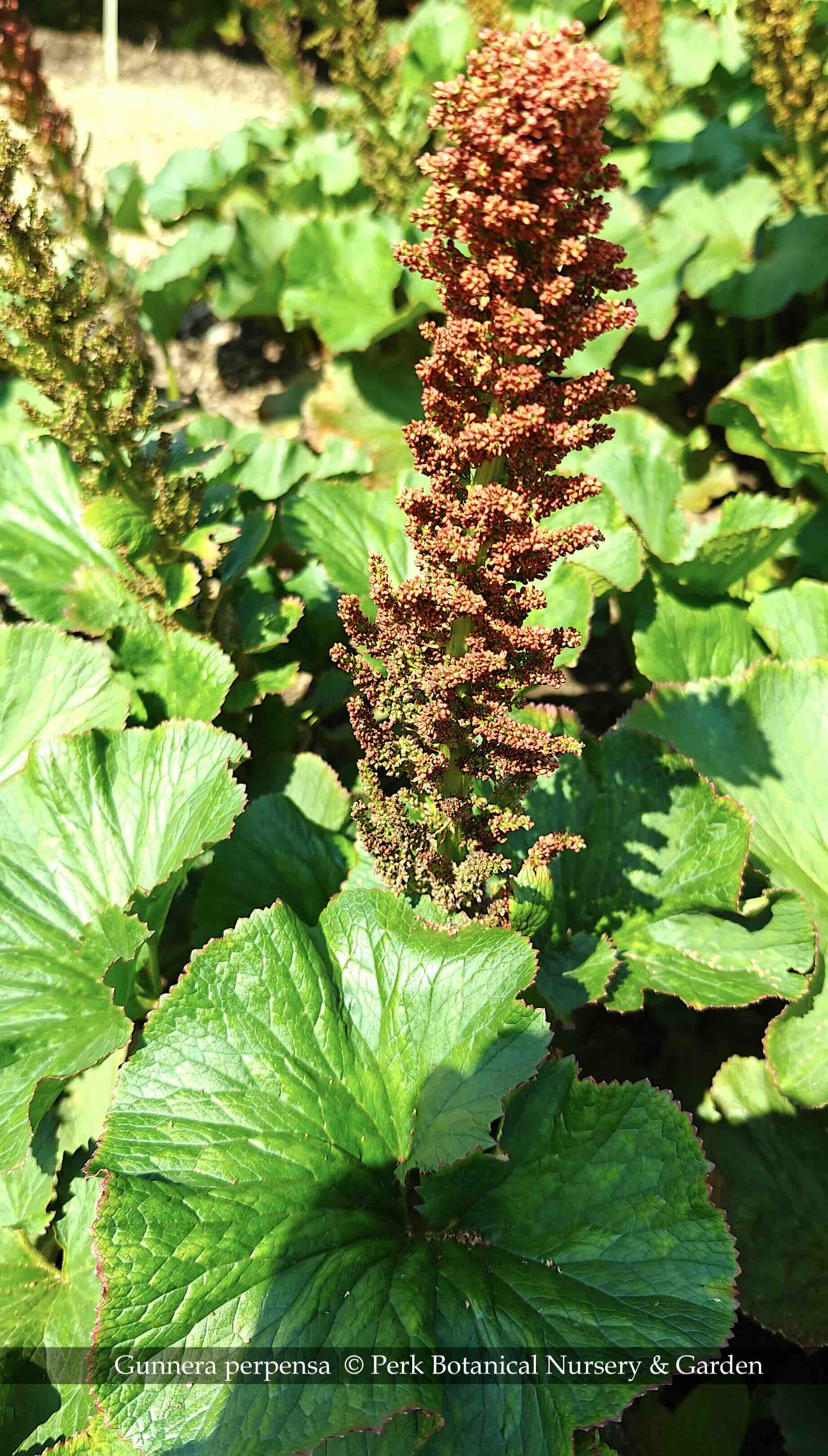 Gunnera perpensa 2 Perk Botanical Nursery and Garden