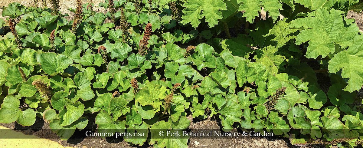Gunnera perpensa 3 Perk Botanical Nursery and Garden