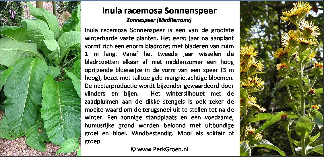 Inula racemosa Sonnenspeer
