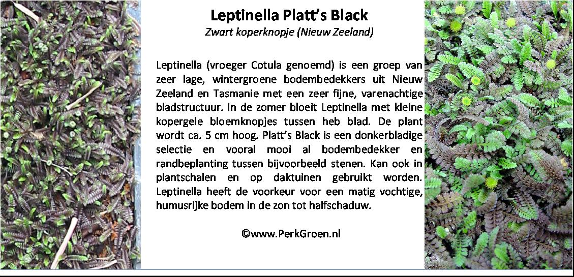 Leptinella squallida Platts Black