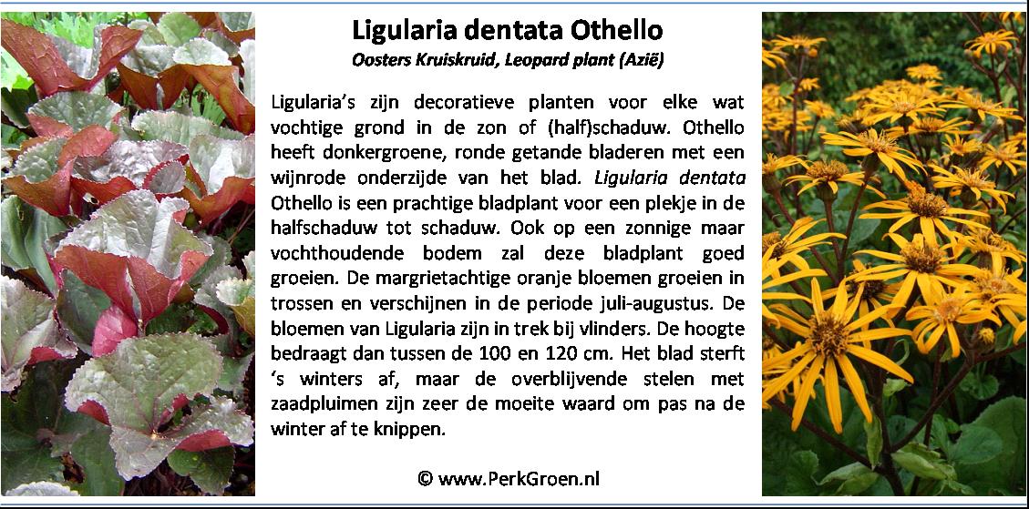Ligularia dentata Othello