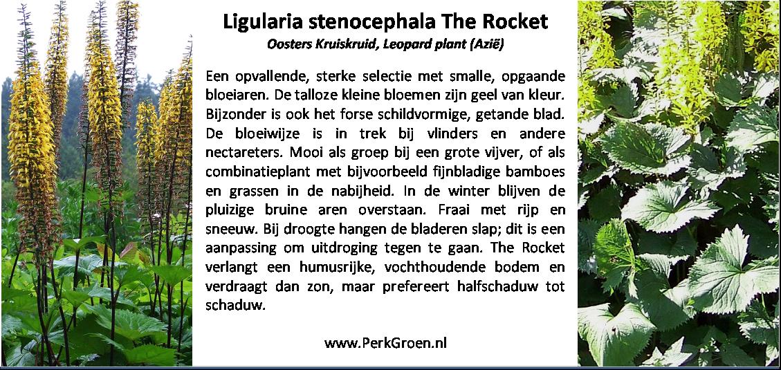 Ligularia stenocephala The Rocket