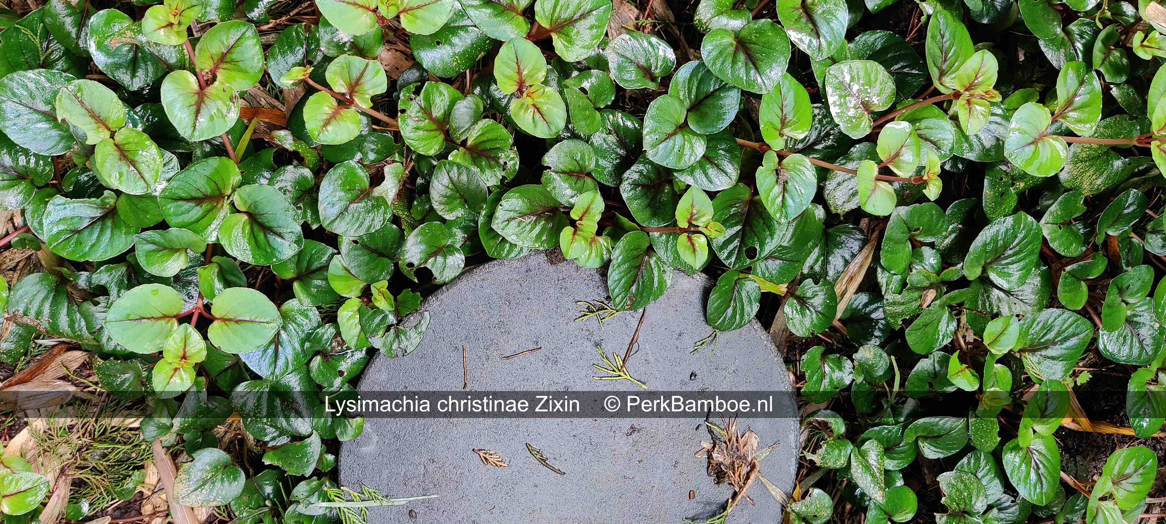 Lysimachia Zixin 4 PerkBamboe nl