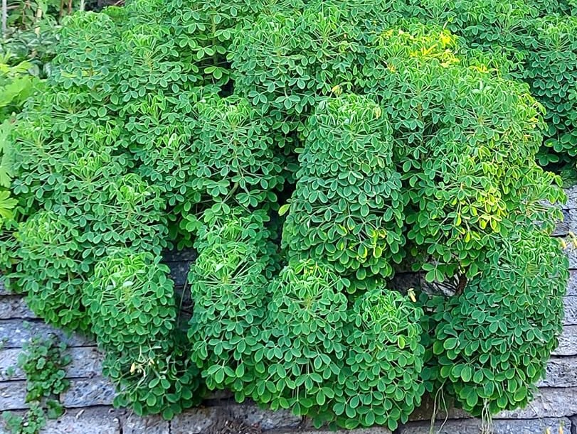 Oxalis succulenta in tuin DickvL2