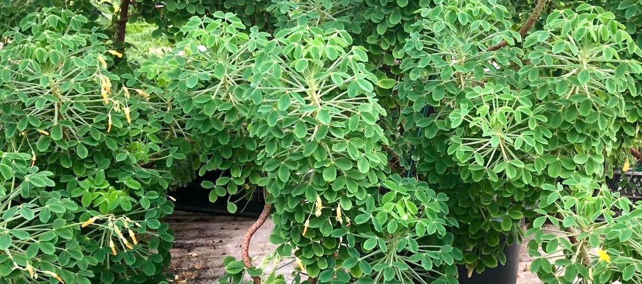 Oxalis succulenta in tuin DickvL3 kopie