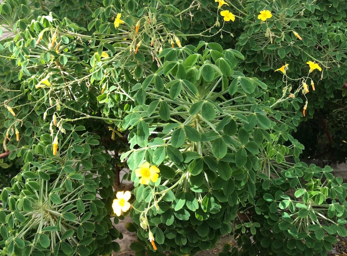 Oxalis succulenta in tuin DickvL5