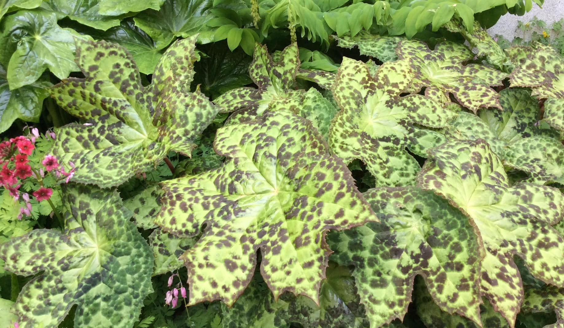 Podophyllum Spotty Dotty 10