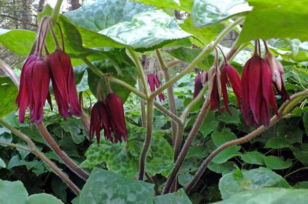 Podophyllum Spotty Dotty 7