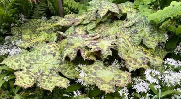 Podophyllum Spotty Dotty 8
