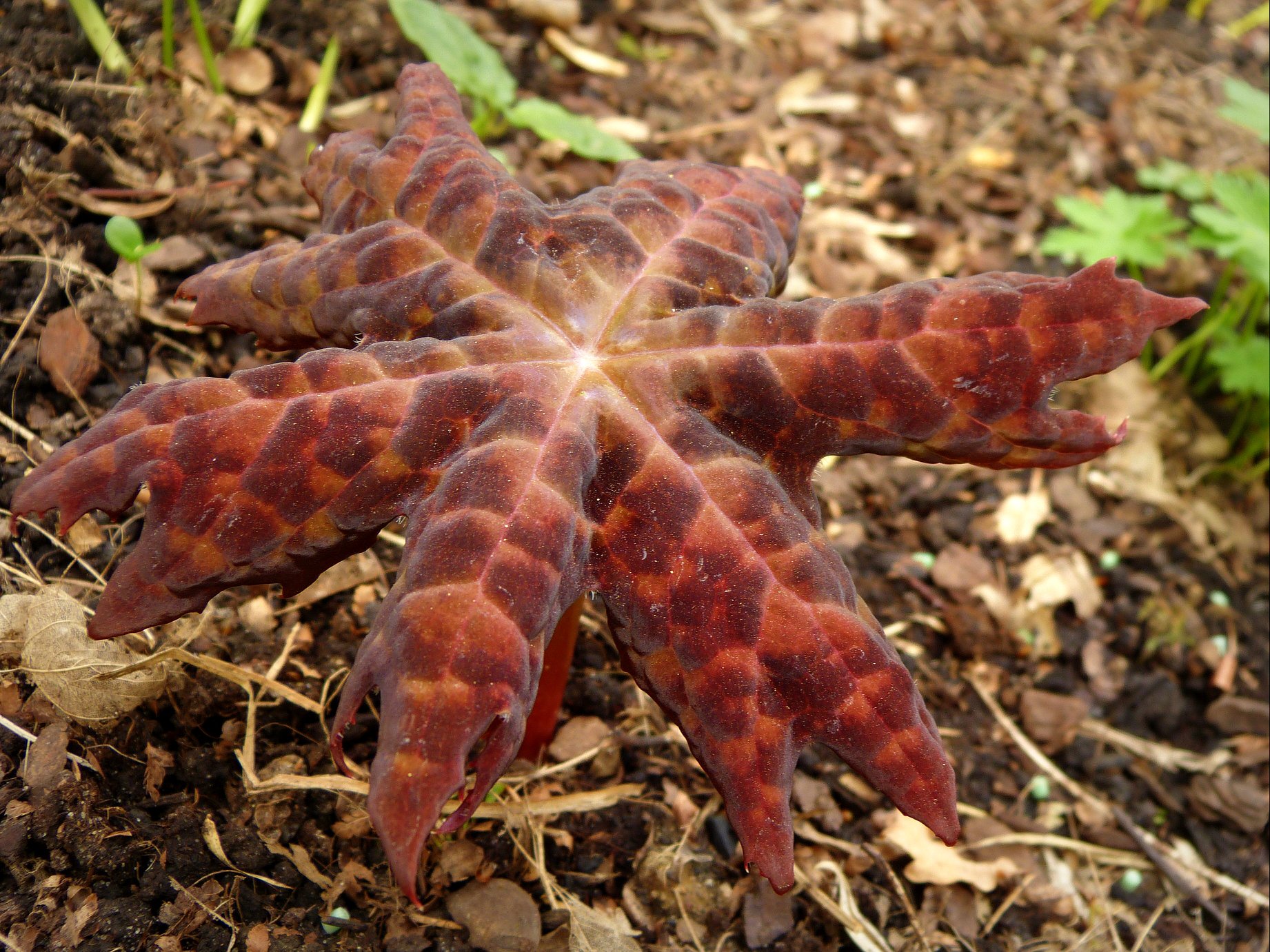 Podophyllum delavayi 2