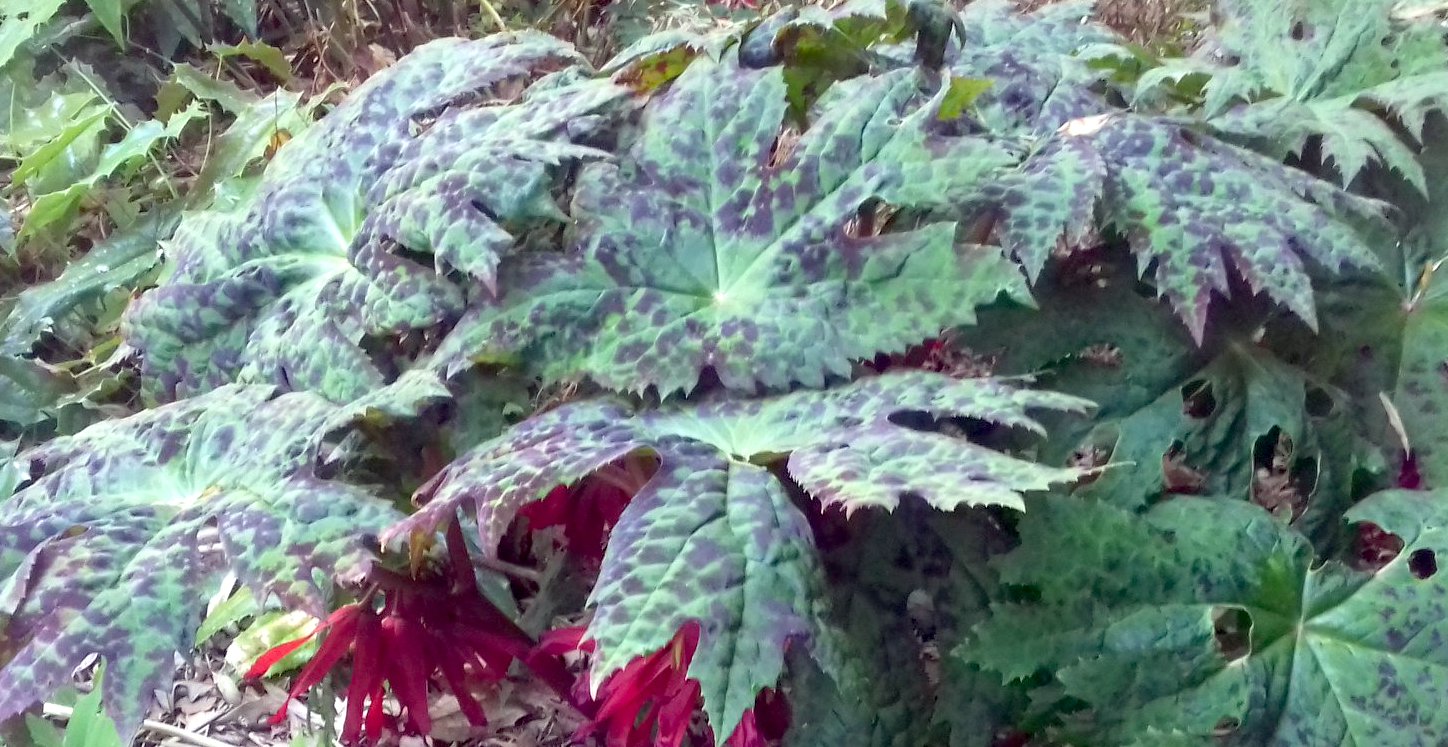 Podophyllum delavayi 3
