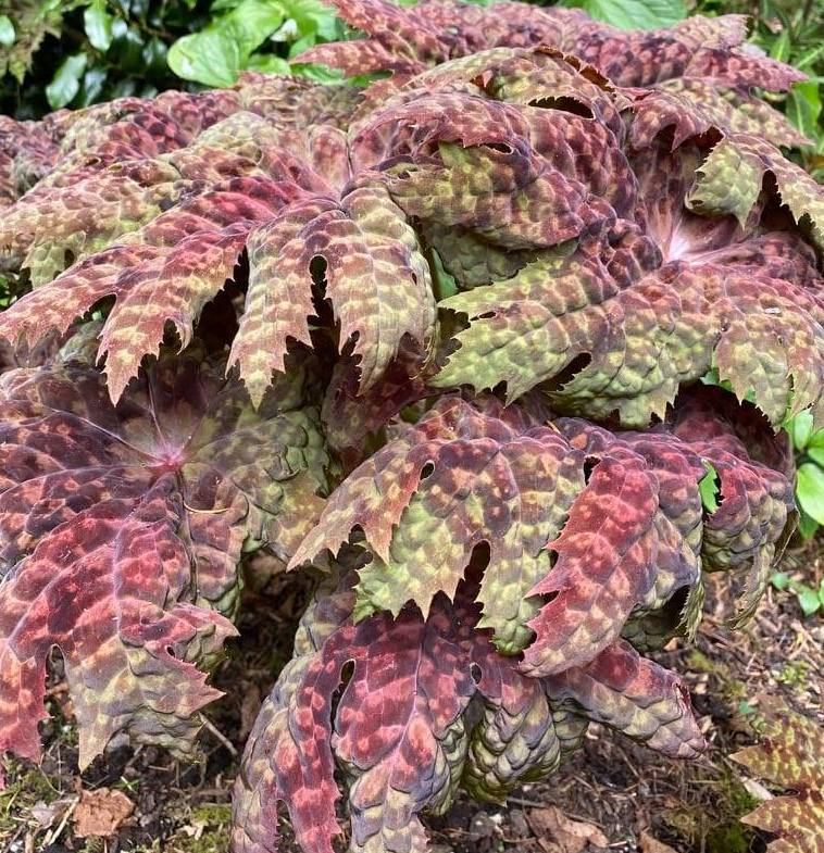 Podophyllum delavayi 4