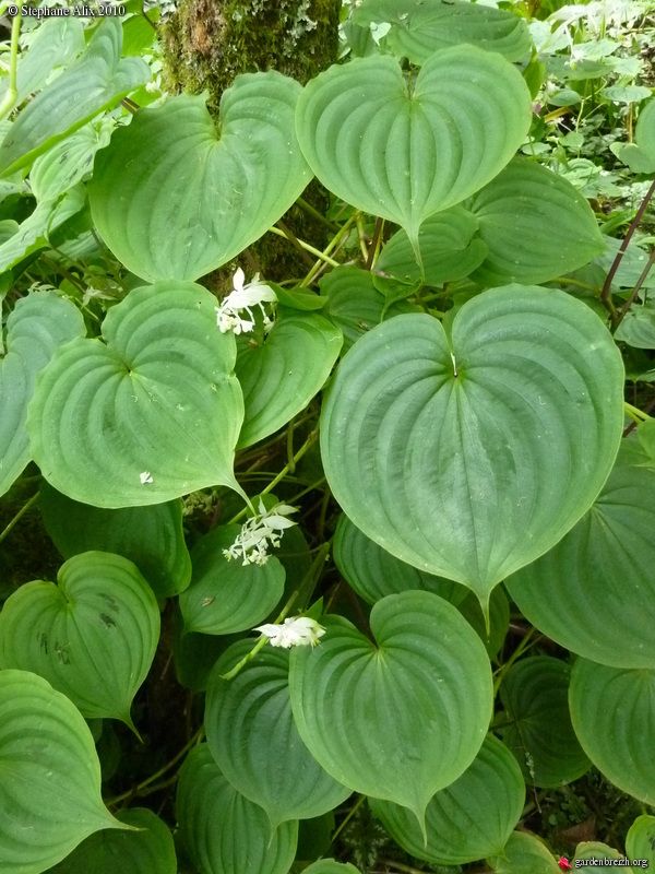 Streptolirion volubile 1