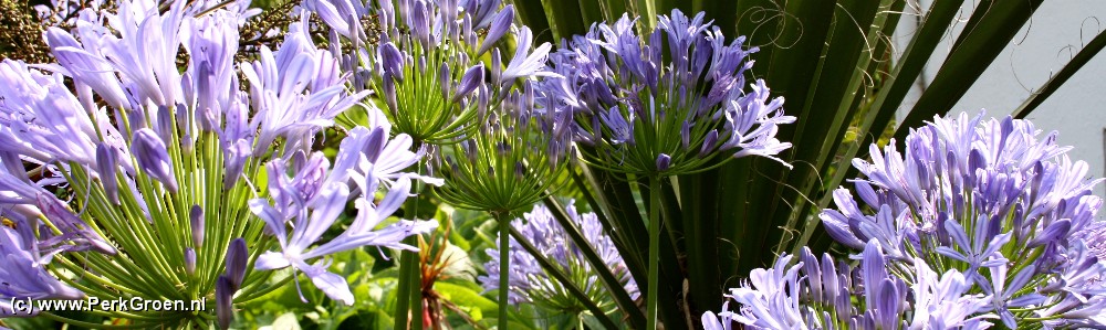 2013 agapanthus drBrouwer