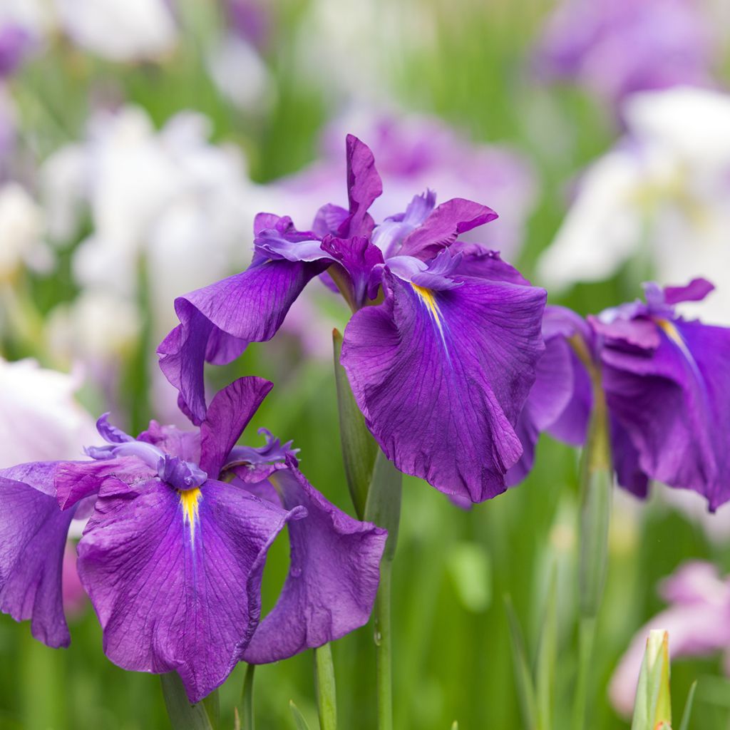 Iris ensata Amethyst