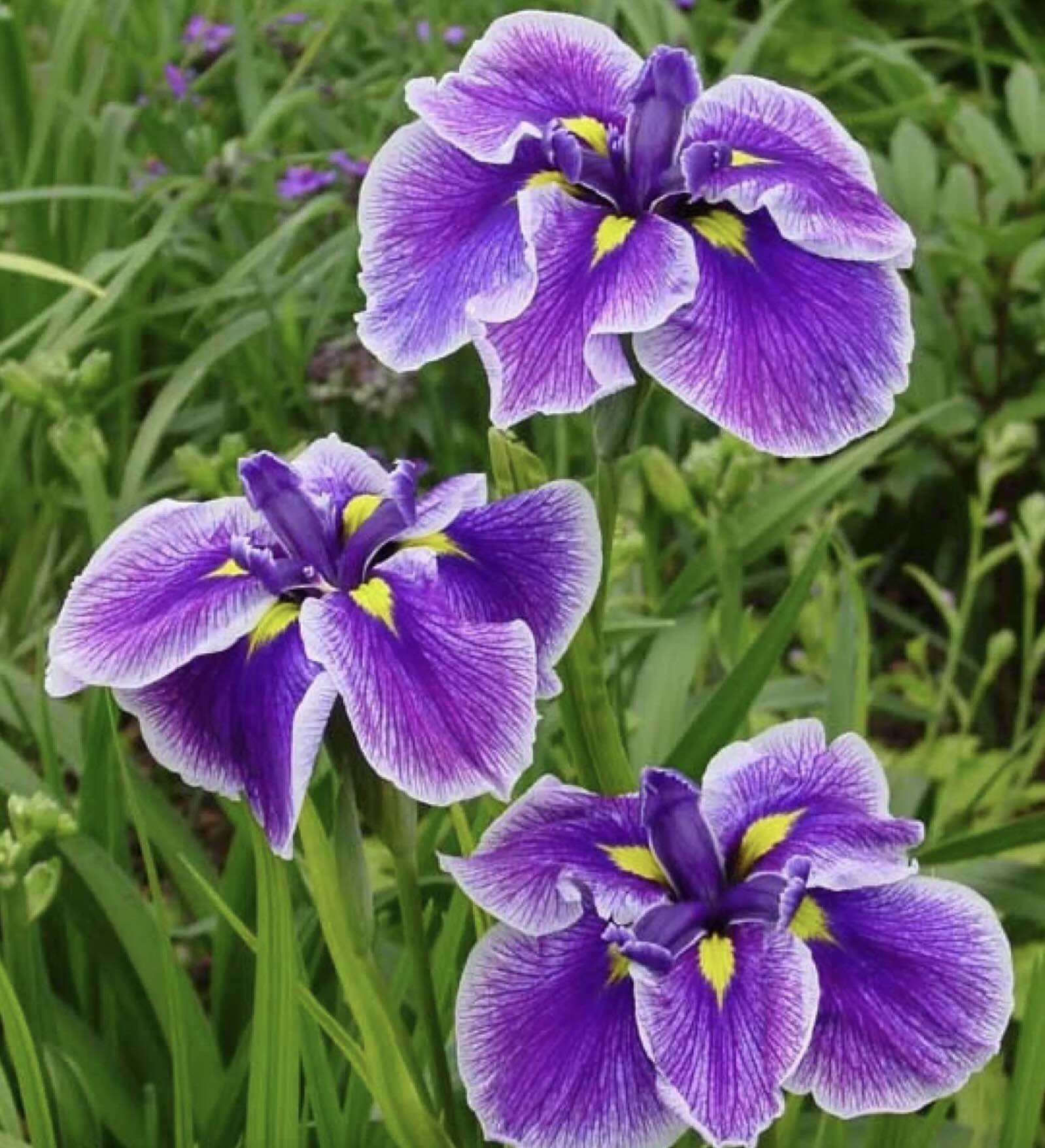 Iris ensata Crystal Halo 1