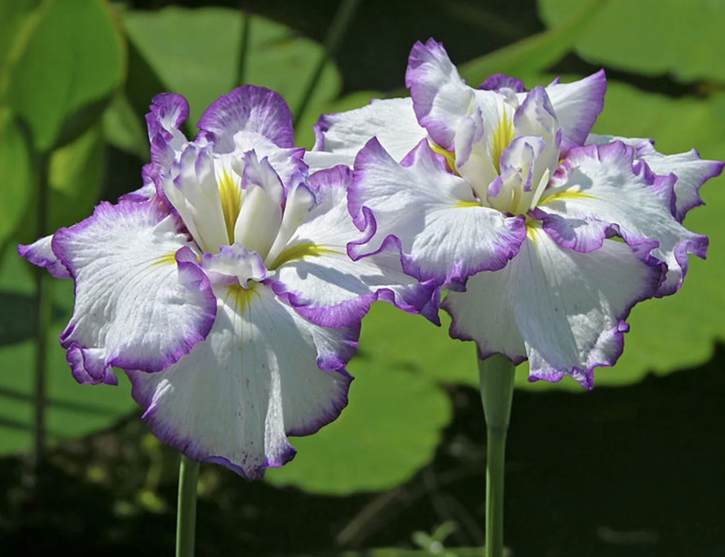Iris ensata Light at Dawn 3