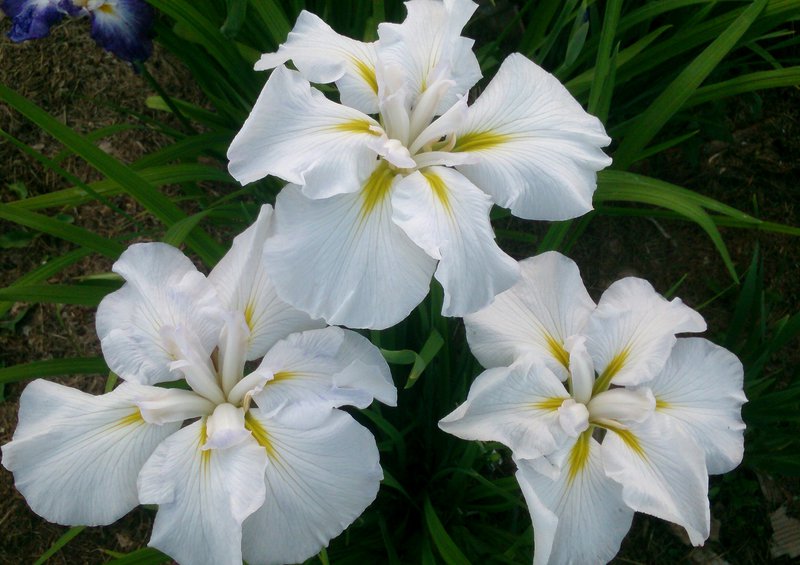 Iris ensata White Ladies 2