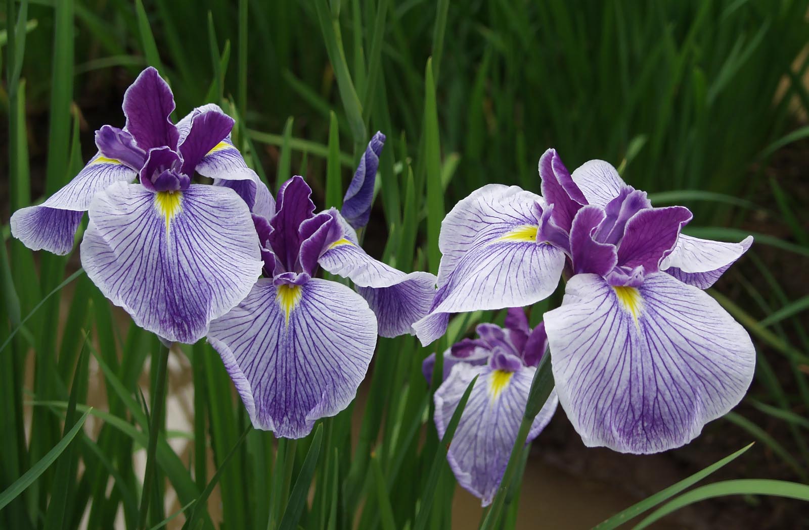 Iris ensata cultivar japans