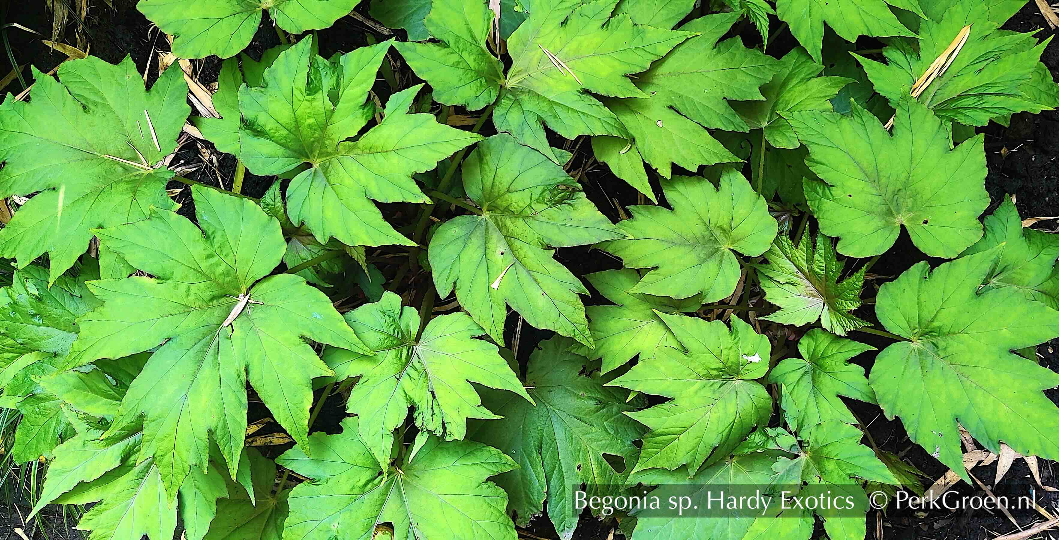 Begonia sp Hardy Exotics 1A Perk Botanical Nursery Garden 2024 kopie
