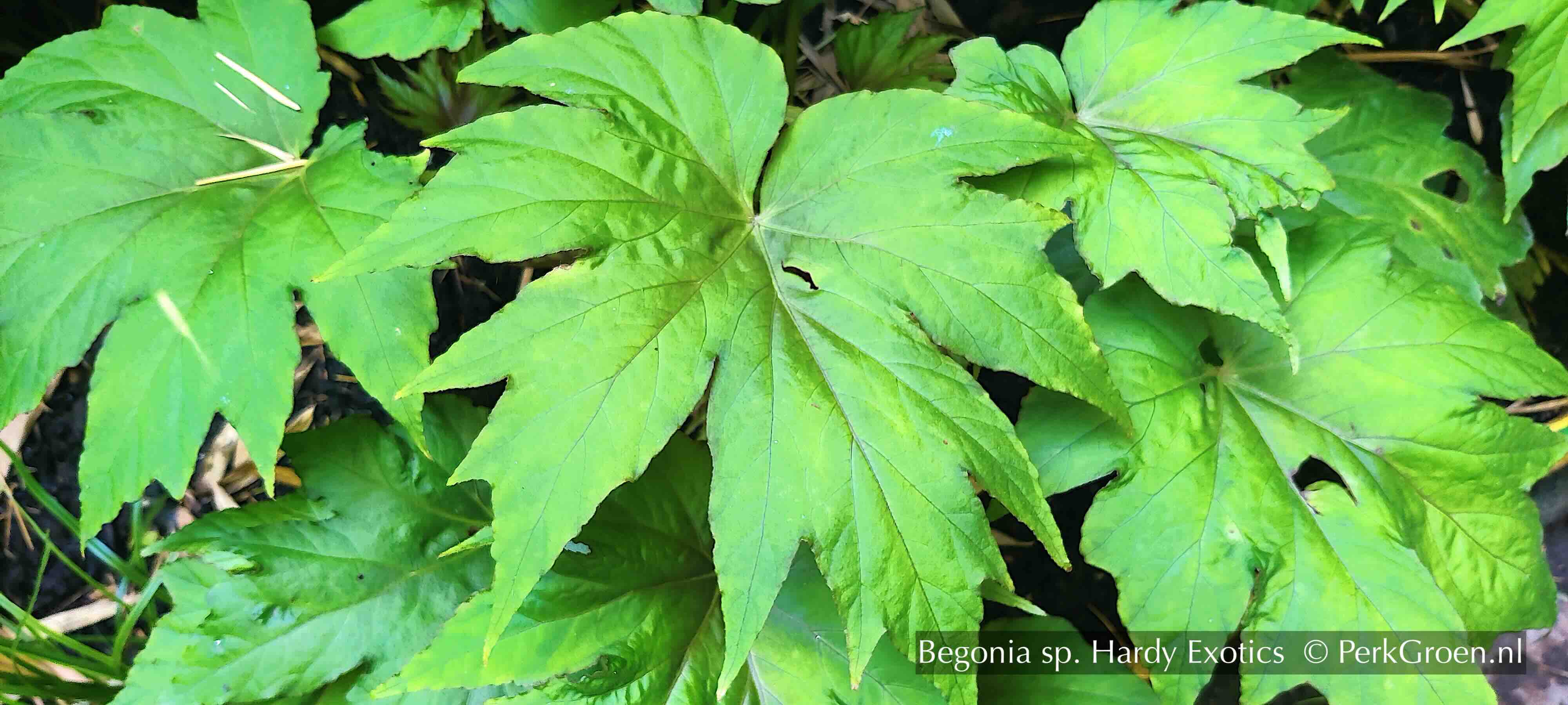Begonia sp Hardy Exotics 2A Perk Botanical Nursery Garden 2024 kopie