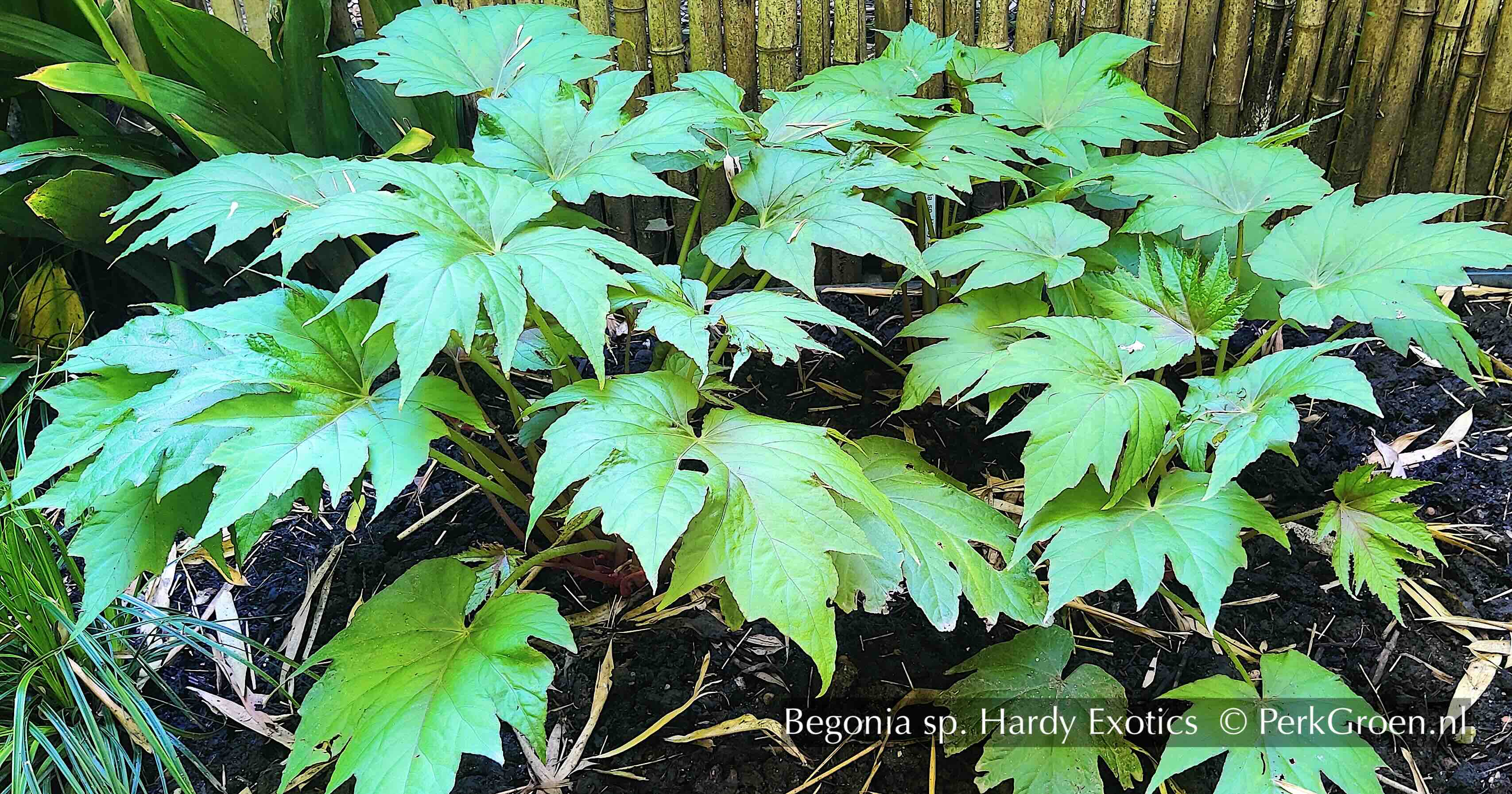 Begonia sp Hardy Exotics 3A Perk Botanical Nursery Garden 2024 kopie