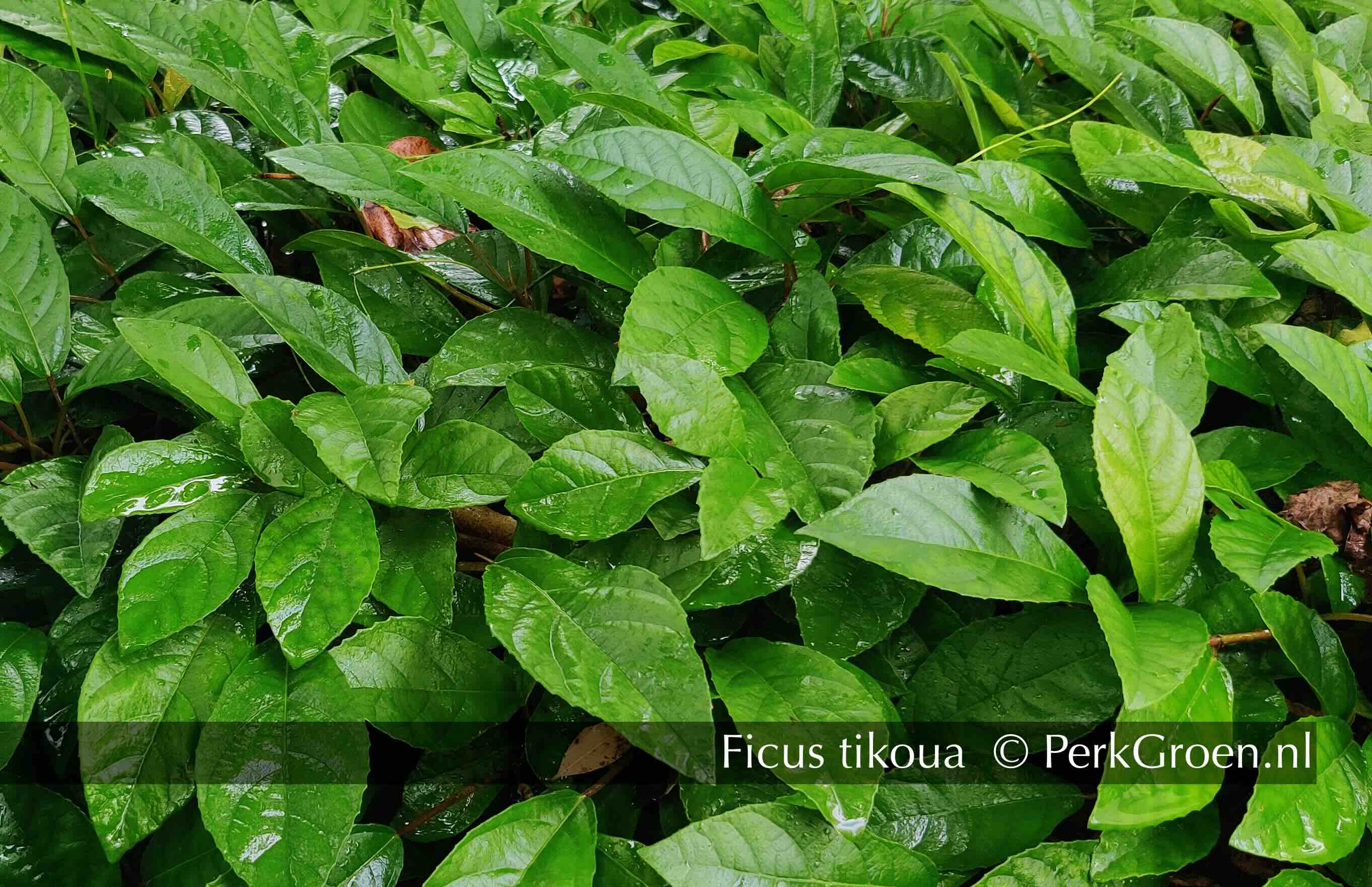 Ficis tikoua 1 PerkGroen nl
