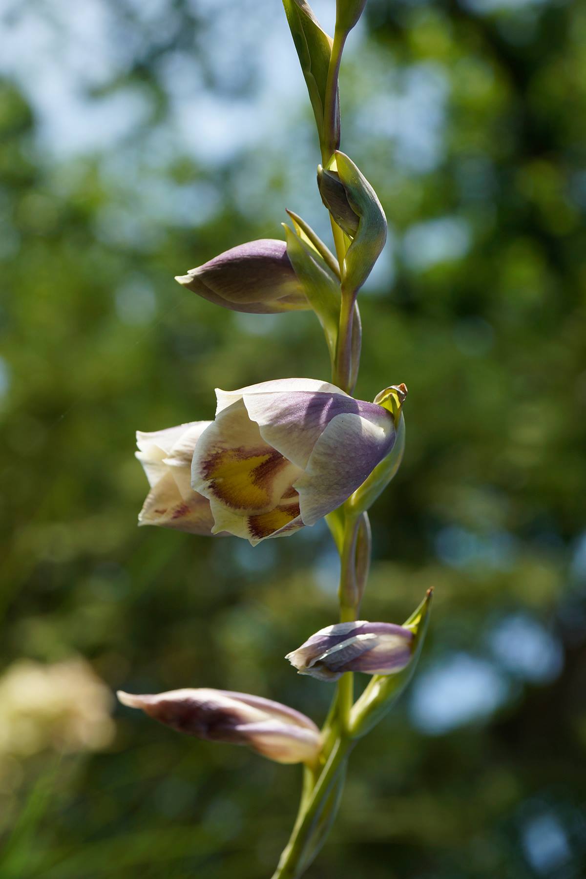 Gladiolus papilio 2