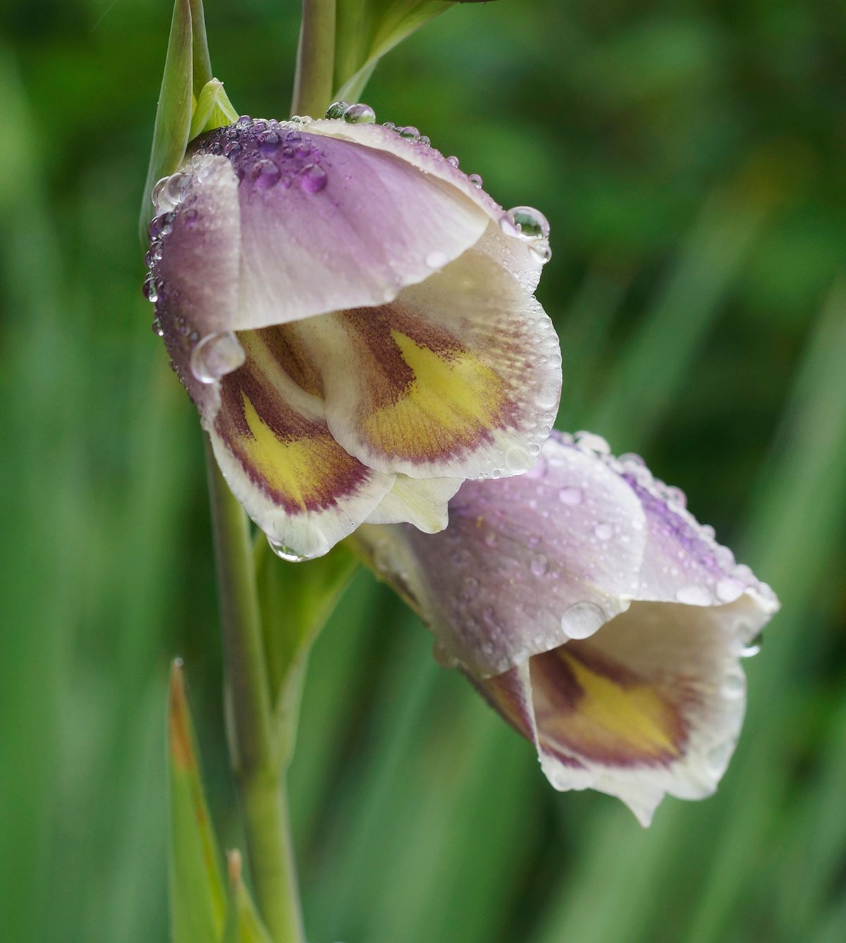 Gladiolus papilio 3