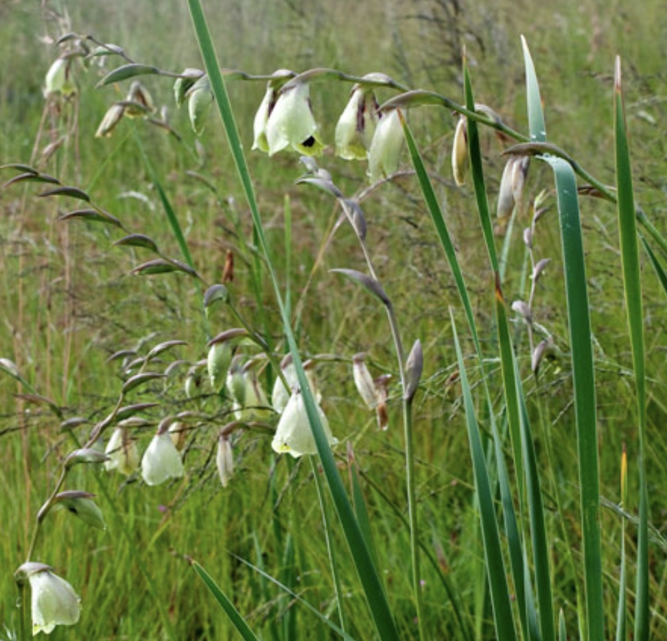 Gladiolus papilio 4