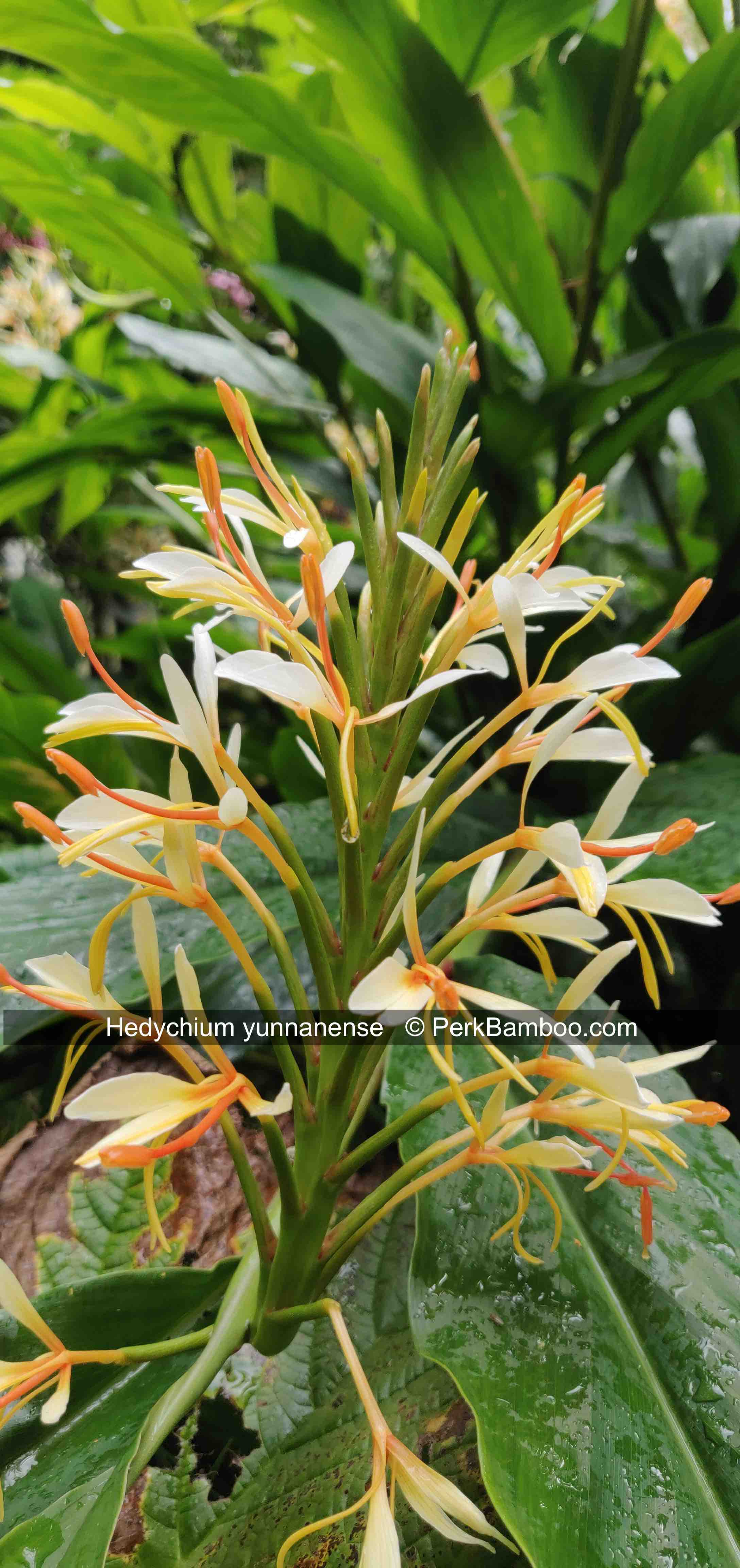 Hedychium yunannense flower1 PerkBamboo com