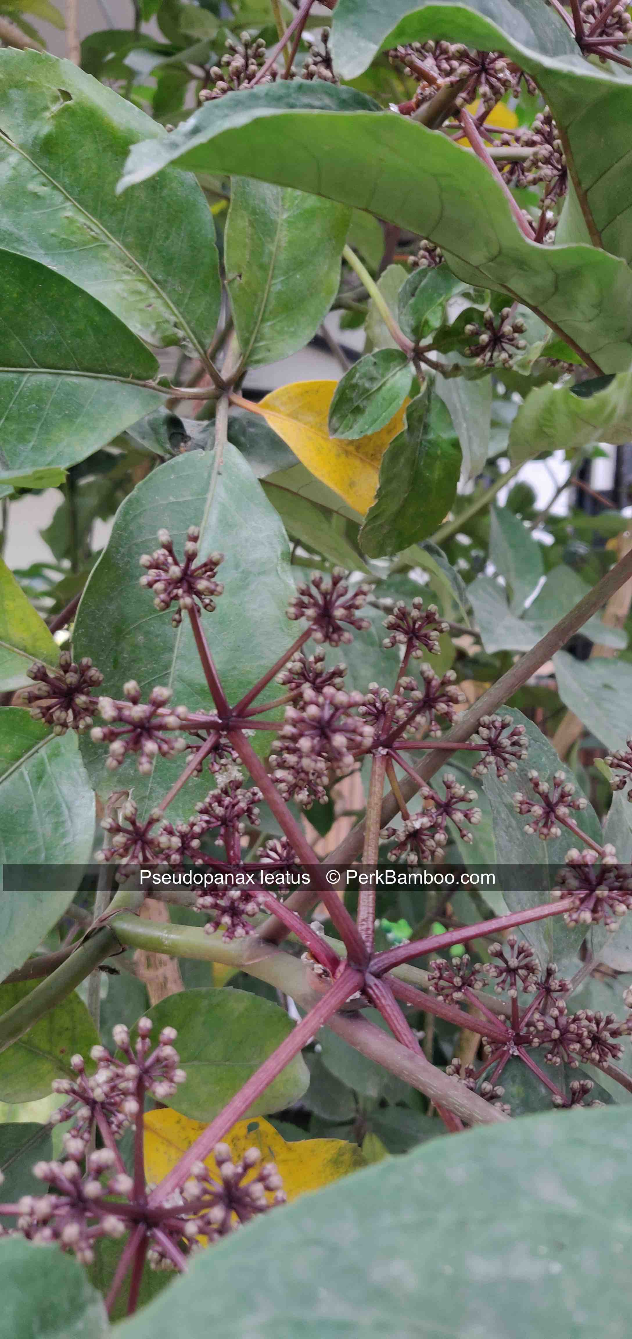Pseudopanax Neopanax leatus 1 PerkBamboo com