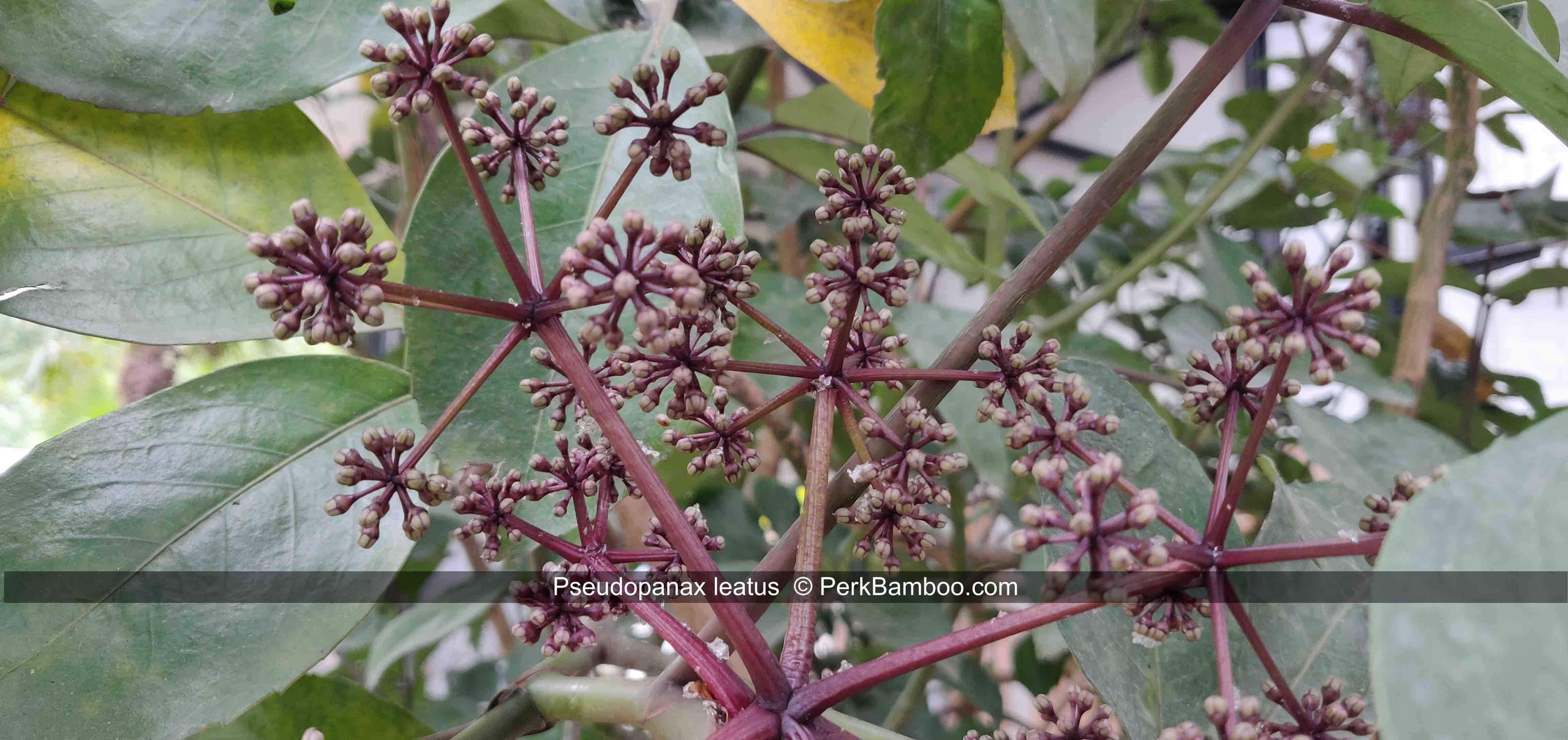Pseudopanax Neopanax leatus 3 PerkBamboo com