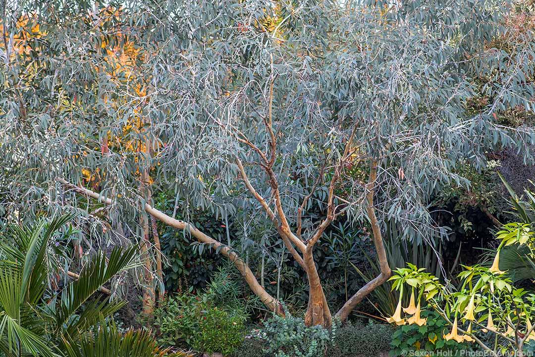 Eucalyptus pauciflora subsp debeuzevillei 2