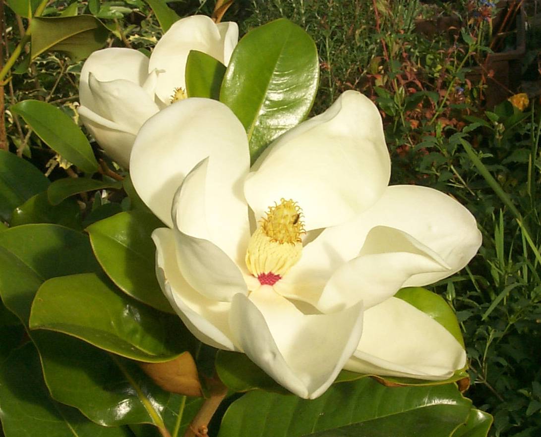 Magnolia grandiflora Blanchard bloem1