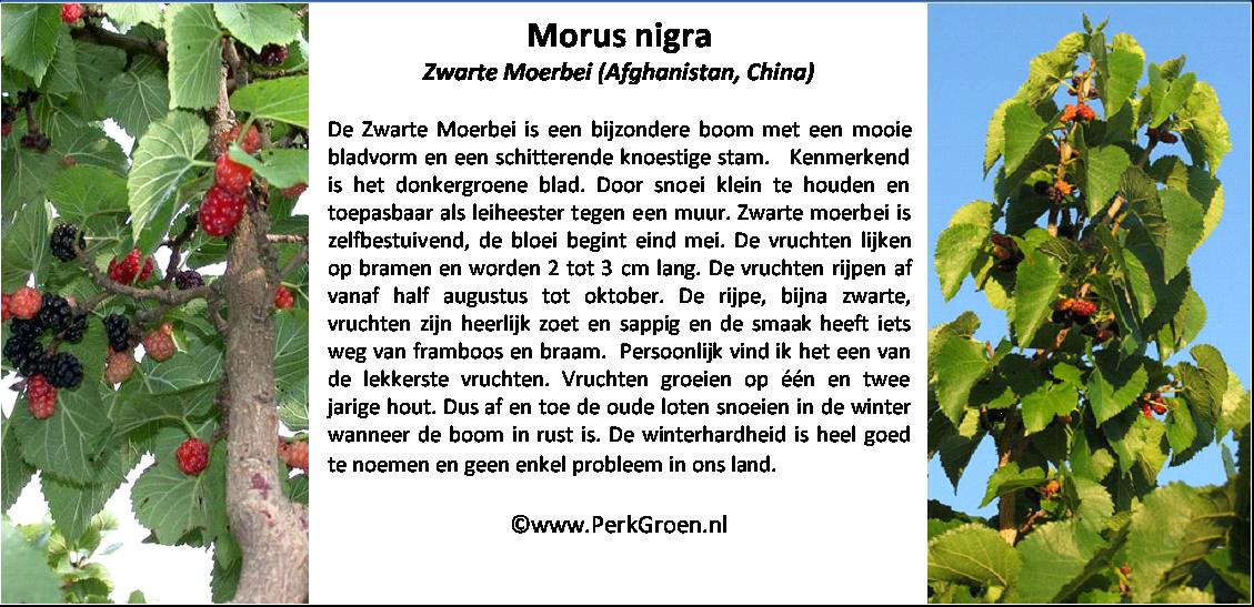Morus nigra