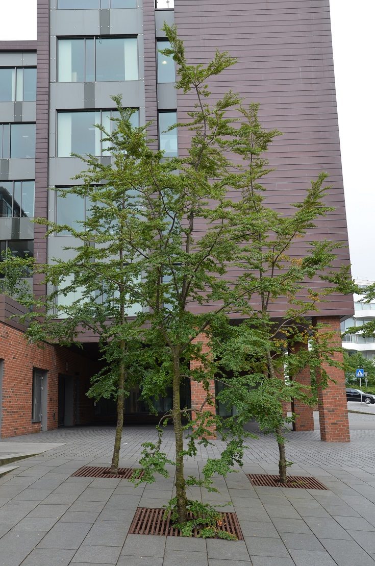Nothofagus antarctica trio voor gebouw