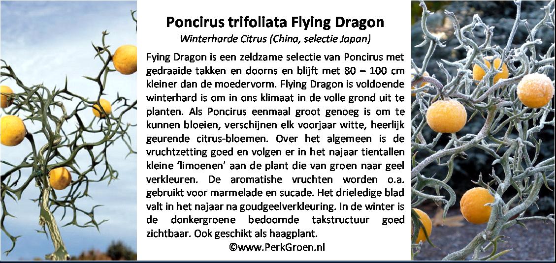 Poncirus trifoliata Flying Dragon