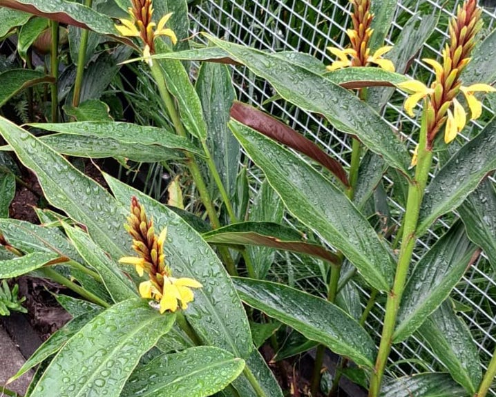 Cautleya gracilis Lutea 2 Jeffrey Leijten FB okt23 kopie