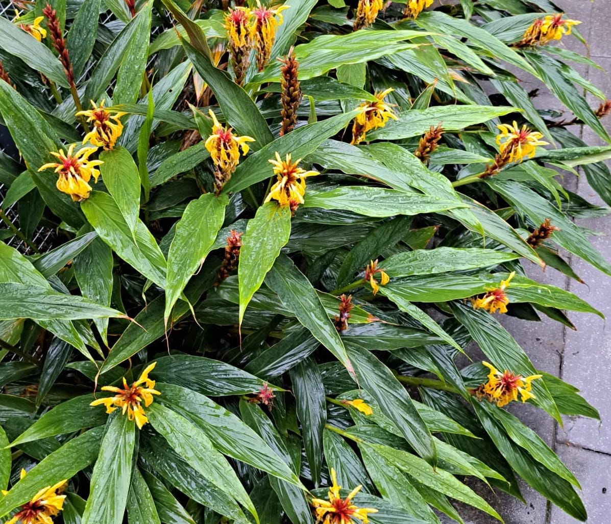 Cautleya gracilis Lutea Jeffrey Leijten FB okt23 kopie