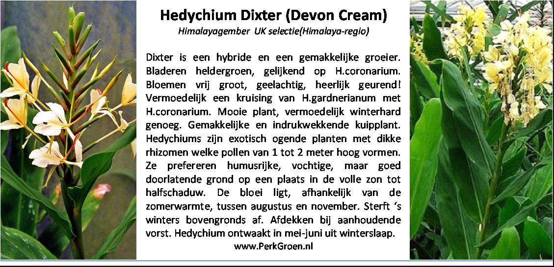 Hedychium Dixter Devon Cream