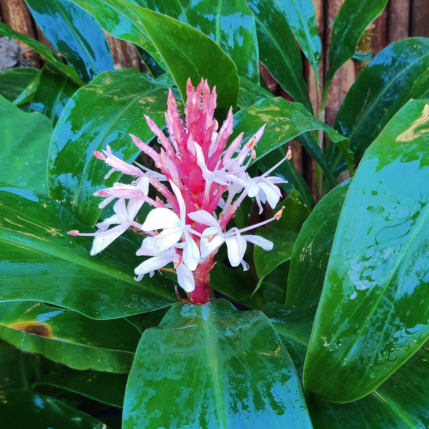 Hedychium kwangsiense 1