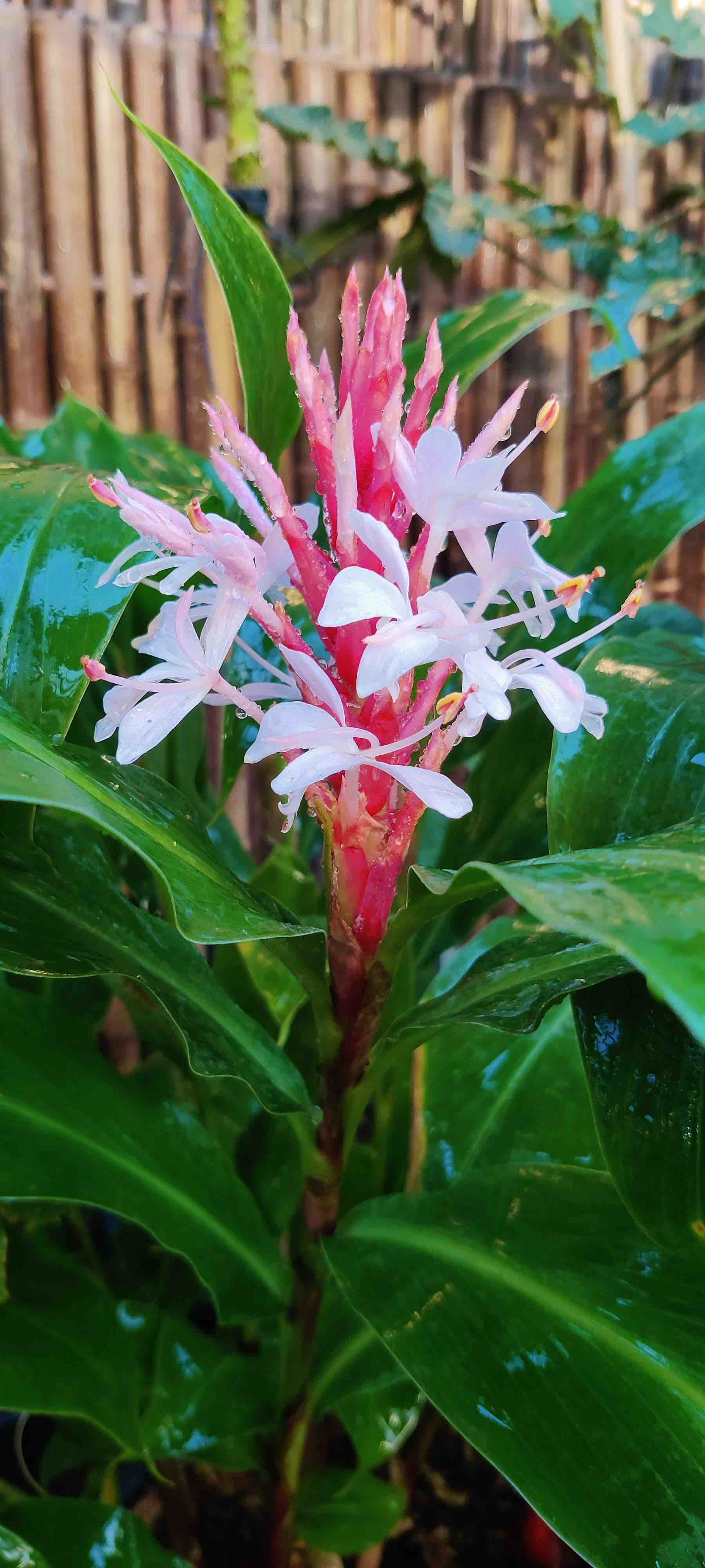 Hedychium kwangsiense in flower at Perk Botanical Nursery march2024 pic2 kopie