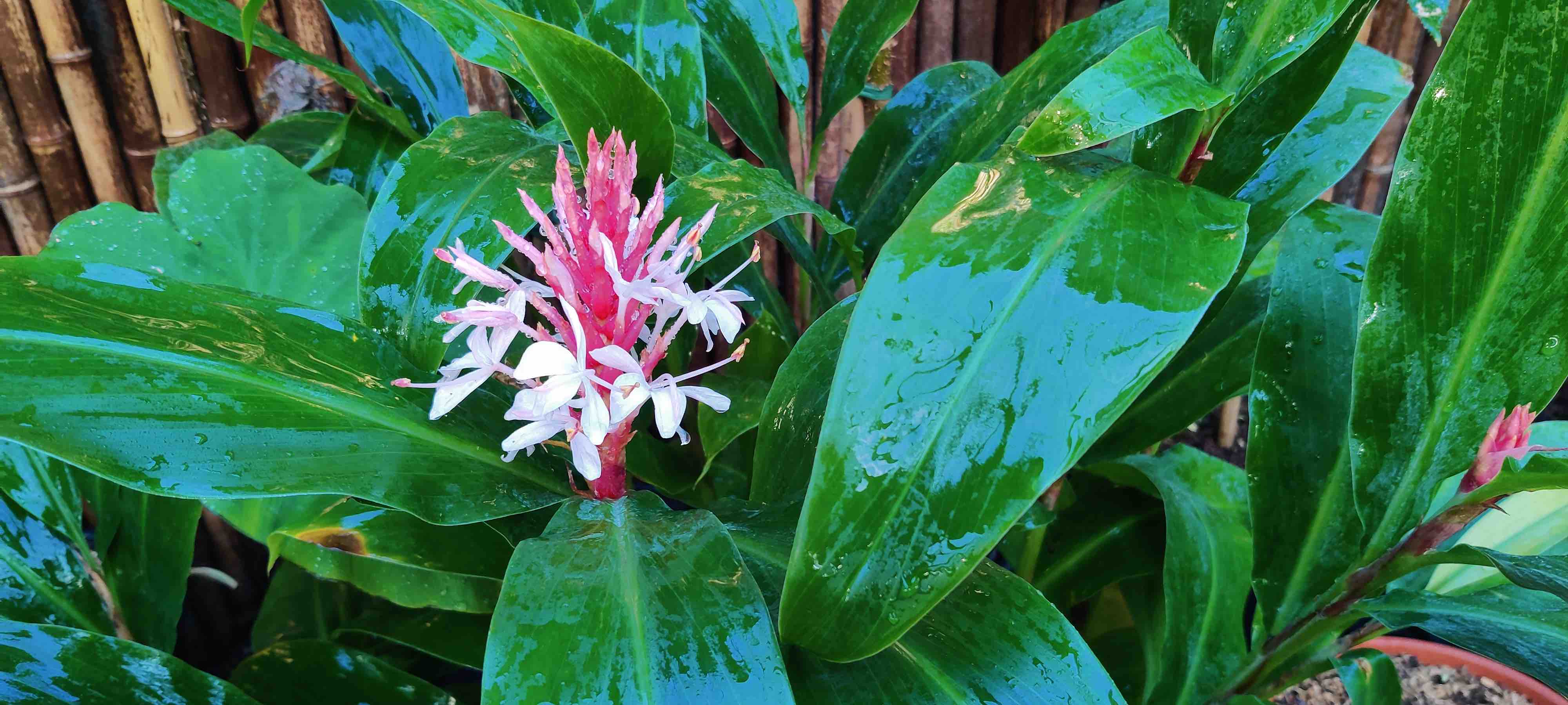 Hedychium kwangsiense in flower at Perk Botanical Nursery march2024 pic4 kopie